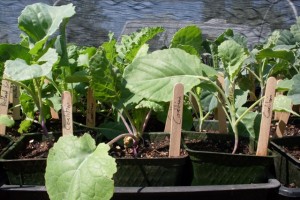 Kale Coalition Starts Kale Coalition Starts