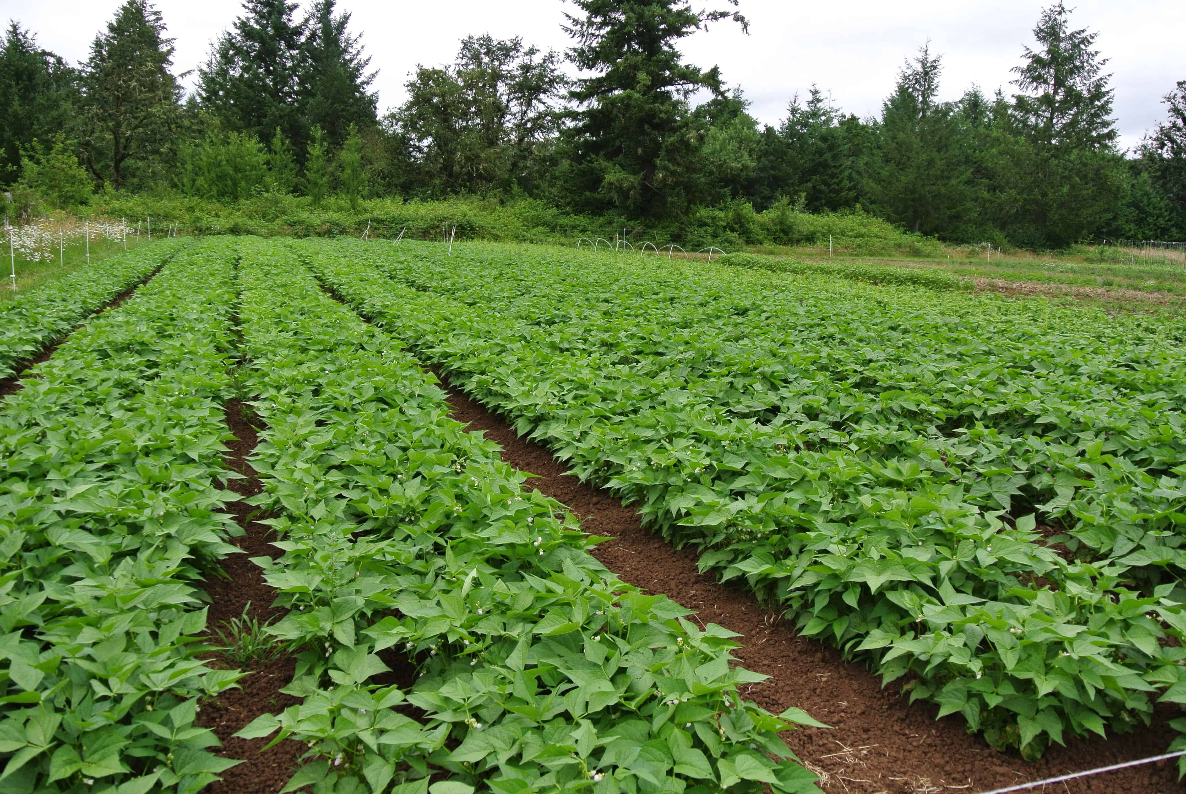 Intercropping Principles and Production Practices