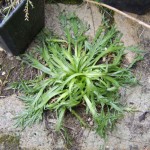 elkhorn plantain