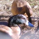 Our Khaki Campbell Ducks