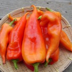 Hungarian Peppers aka Paprika
