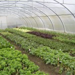 Sativa Greenhouse
