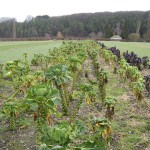 Dehybridizing Brussel’s Sprouts