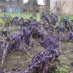 purple brussels sprouts