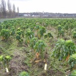 field crops