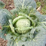 Cabbage in the field