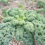 green curly kale