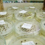 parnip germination