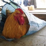 chicken in a bag