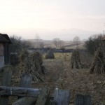 Transylvanian corn feild