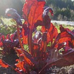 Joy Larkcom’s Bull’s Blood Chard