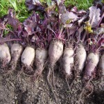 Ukrainian Beet