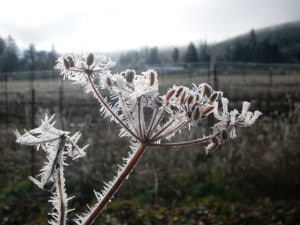 Frosty Fennel