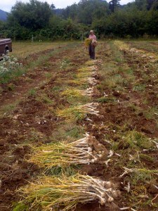 garlic harvest