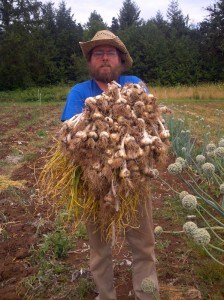 garlic harvest2