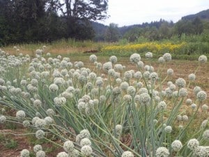 Onion flowers at Adaptive Seeds