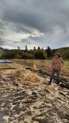 Sarah scalps beans after threshing to remove large plant debris