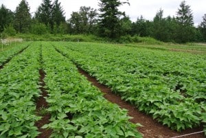 A July 2 photo of a dry bean field that was seeded on May 18.