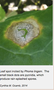 Phoma lingam at leaf spot stage