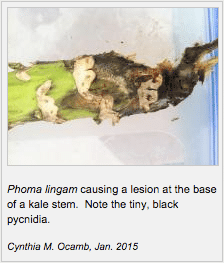 Phoma lingam lesion at base of stem