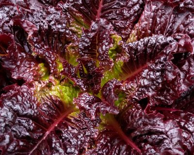 Public Plant Breeding Red Evolution Lettuce